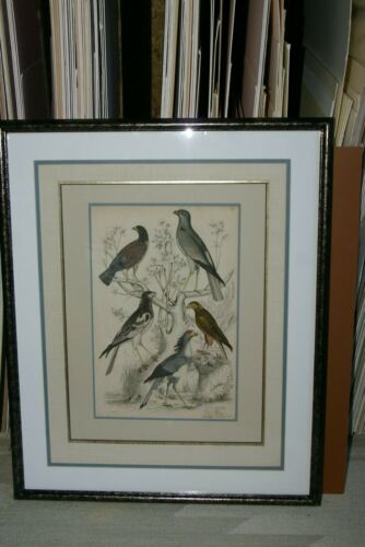 AUTHENTIC ANTIQUE 1839, H.C ORIGINAL HAND COLORING, ENGRAVING FROM BARON CUVIER ANIMAL KINGDOM  BIRDS OF PREY,  Edinburgh journal of Natural History  IN A HAND PAINTED SIGNED CUSTOM FRAME, ALSO MATTED PROFESSIONALLY WITH 6 HIGH QUALITY ACID FREE MATS