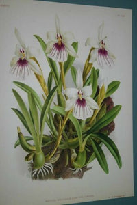 Lindenia Limited Edition Print: Miltonia Spectabilis Var Lineata (White and Magenta) Orchid Collector Art (B1)