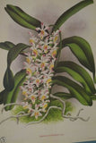 Lindenia Limited Edition Print: Aerides Augustianum (Pink) Orchid Collector  Art (B2)