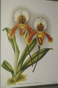 Lindenia Limited Edition Print: Paphiopedilum Cypripedium Insigne Wall Var Nobilius L Lind, Lady Slipper (White, Yellow and Sienna) Orchid Collector Art (B5)