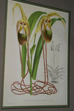 Lindenia Limited Edition Print: Paphiopedilum, Cypripedium x Bragaianum Lady Slipper (Multi-color) Orchid Collector Art (B2)Art