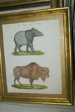 Very Rare 1833 Huge Hand Colored Folio Lithograph Carl Joseph Brodtmann Maiba Tapir & Bison Over 235 years old FROM Naturhistorische Bilder Gallerie aus dem Thierreiche on watermarked paper framed in vintage hand painted frame with mat.