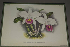 Lindenia Limited Edition Print: Laelia Praestans Orchid (White and Purple) Collectible Designer Art (B5)