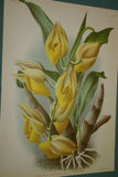 Lindenia Limited Edition Print: Catasetum Imschootianum (Yellow) Orchid Collector Art (B3)