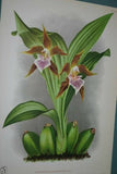 Lindenia Limited Edition Print: Zygopetalum Grandiflorum (Multi-colored) Orchid Collector Art (B3)