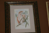21,5"X 17” 1955 GOULD  PINK COCKATOO BIRD FOLIO LITHOGRAPH FRAMED IN SIGNED DETAILED ARTIST HAND PAINTED FRAME AND MAT TO ENHANCE THE ART WITHIN GORGEOUS DFPN80A DESIGNER WALL ART DÉCOR