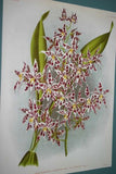 Lindenia Limited Edition Print: Odontoglossum x Soleil De Muysen L. Lind (White, Sienna and Yellow) Orchid Collector Art (B5)