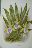 Lindenia Limited Edition Print: Zygopetalum Wendlandi (Yellow, White and Lavender) Orchid Collector Art (B3)