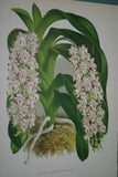 Lindenia Limited Edition Print: Aerides Quinquevulnerum Vanda Type (White and Pink) Orchid Collector Art  (B1)