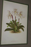 Lindenia Limited Edition Print: Paphiopedilum, Cypripedium x Felix Faure, Lady Slipper (Magenta and White)  Orchid Collector Art (B3) .