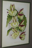 Lindenia Limited Edition Print: Catasetum Macrocarpum Var Chrysanthum (Yellow) Orchid AOS Collector Art (B2)