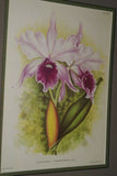 Lindenia Limited Edition Print: Cattleya Gaskelliana Lindl Var Amabilis L. Lind (White with Yellow Center) Orchid Collector Art  (B5)