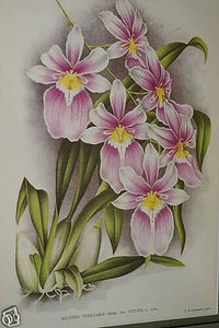 Lindenia Limited Edition Print: Miltonia Vexillaria Benth Var Vittata L Lind (Pink, White and Yellow) Orchid Collector Art (B4)
