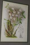 Lindenia Limited Edition Print: Dendrobium Crumenatum (White) Orchid Collectible Art (B2)