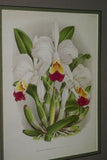 Lindenia  Limited Edition Print: Cattleya Alexandrae L. Lind & Rolfe Var Elegans Rolfe (Pink)  Orchid Collector Art (B3)