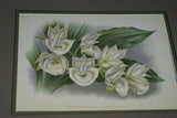 Lindenia Limited Edition Print: Laelia Preaestans Rchb F Var Alba Oculata L Lind (White) Orchid Collector Art (B5)