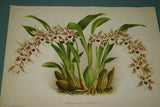 Lindenia Limited Edition Print: Odontoglossum Lucianianum (White and Sienna) Orchid Collector Art (B1)