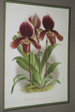 Lindenia Limited Edition Print: Paphiopedilum, Cypripedium Superbiens, Lady Slipper (Maroon) Orchid Collector Art (B2)