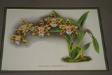 Lindenia Limited Edition Print: Odontoglossum x Loochristiense Var Etoile De Moortebeek (Yellow and Sienna) Orchid Collector Art (B5)