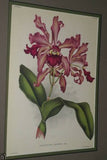 Lindenia Limited Edition Print: Acineta Humboldti Lind Orchid (Yellow and Red) Collectible Art (B5)