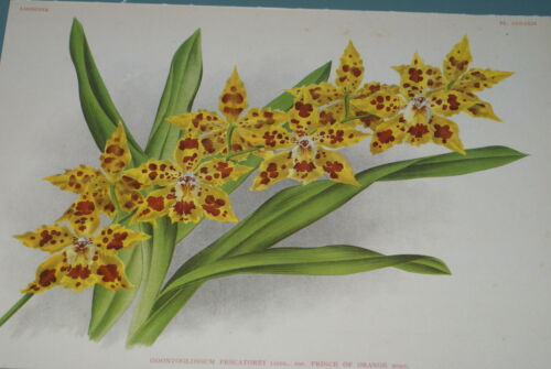 Lindenia Limited Edition Print: Odontoglossum Pescatorei Var Prince Of Orange (Yellow and Sienna)  Orchid Collector Art (B3)