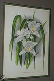 Lindenia Linden  Limited Edition Print: Cymbidium x Eburneo Lowianum (White) Orchid Collector Art (B4)