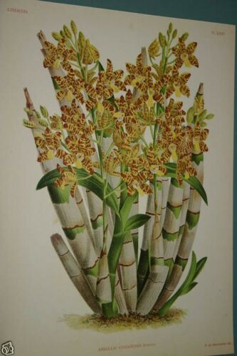 Lindenia Limited Edition Print: Ansellia Congoensis Orchid (Yellow and Sienna) Collectible Art (B1)