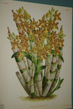 Lindenia Limited Edition Print: Ansellia Congoensis Orchid (Yellow and Sienna) Collectible Art (B1)