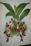 Lindenia Limited edition Print: Cirrhopetalum Amesianum (White and Fushia) Orchid Collectible (B3)