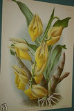 Lindenia Limited Edition Print: Catasetum Pulchrum Orchid (Yellow and Sienna) Collectible Art (B1)