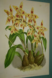Lindenia Limited Edition Print: Oncidium Batemanianum (Yellow and Sienna) Orchid AOS Collector Art (B4)