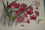 Lindenia Limited Edition Print: Dendrobium Maccarthia Thwaites (Fushia and White) Orchid Collector Art (B3)