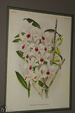 Lindenia Limited Edition Print: Botanical Dendrobium x Ainsworthi (White and Magenta) Orchid Collector Art (B2)