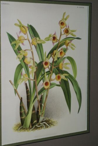 Lindenia Limited Edition Print: Catasetum Discolor (Yellow) Orchid Collector Art (B1)