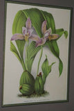 Lindenia Limited Edition Print: Lycaste x Imschootiana (Pink and Yellow) Orchid Collectible Art (B3)