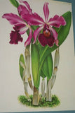 Lindenia Limited Edition Print: Laelia Praestans Orchid (White and Purple) Collectible Designer Art (B5)