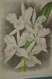 Lindenia Limited Edition Print: Laelia Purpurata Var Alba (White) Collector Orchid Art (B2)