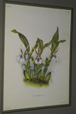 Lindenia Limited Edition Print: Aspasia Lunata Lindl (White and Purple) Orchid Collector Art (B5)