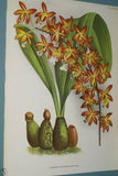 Lindenia Limited Edition Print: Sarcochilus Unguiculatus (White) Orchid Collector Art (B5)