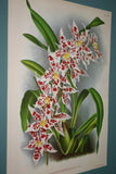 Lindenia Limited Edition Print: Odontoglossum Radiatum (Sienna) Orchid Collector Art (B2)