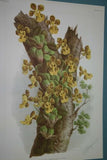 Lindenia Limited Edition Print: Oncidium Macranthum (Yellow and Sienna) Orchid Club Society Collectible (B1)