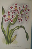 Lindenia Limited Edition Print: Odontoglossum Crispum Var Leemanni (White, Red and Yellow) Orchid Collector Art (B4)