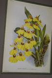 Lindenia Limited Edition Print: Oncidium Varicosum Var Rogersii (Yellow and Sienna) Orchid Art (B4)