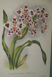 Lindenia Limited Edition Print: Odontoglossum Crispum Var Mooreanum (White) Orchid Collector Art (B4)