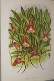 Lindenia Limited Edition Print Masdevallia Triangularis & Ludibunda (Yellow, Magenta and White) Orchid Art