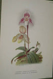 Lindenia Limited Edition Print: Paphiopedilum, Cypripedium x Gowerianum, Lady Slipper (Maroon) Orchid Collector Art (B4)
