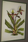 Lindenia Limited Edition Print: Paphiopedilum, Cypripedium x Beeckmani, Lady Slipper (Magenta and Yellow) Orchid Collector Art (B4)