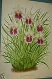 Lindenia Limited Edition Print: Miltonia Vexillaria Benth Var Kirsteiniae L. Lind (White, Magenta and Yellow) Orchid Collector  Art