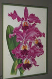 Lindenia Collectible Print Limited Edition: Galeandra Batemani, (Bicolor Yellow and Purple) Orchid Wall Art (B5)