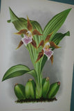 Lindenia Limited Edition, Collectible Print: Zygopetalum Rostratum Orchid (Bicolor: White and Burgundy) Decor (B1)